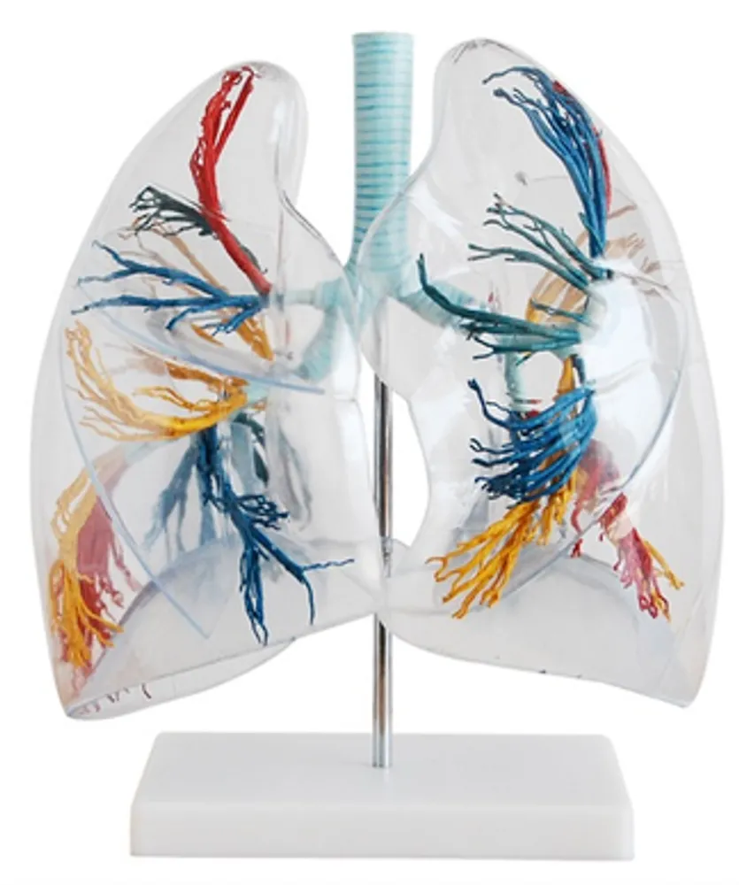 Модель объемная "Легкие человека" (2-хкратное увеличение)