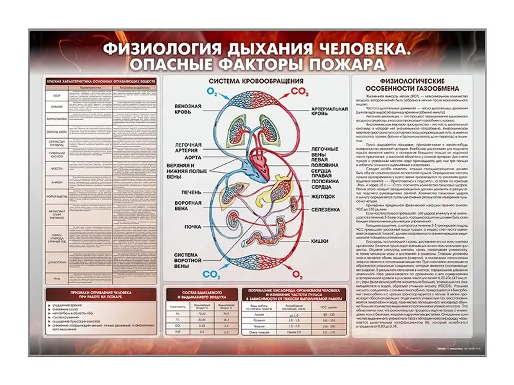 Стенд &quot;Физиология дыхания человека. Опасные факторы пожара&quot; Зарница