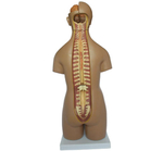 Анатомический торс унисекс 55 см, 20 деталей XC-209