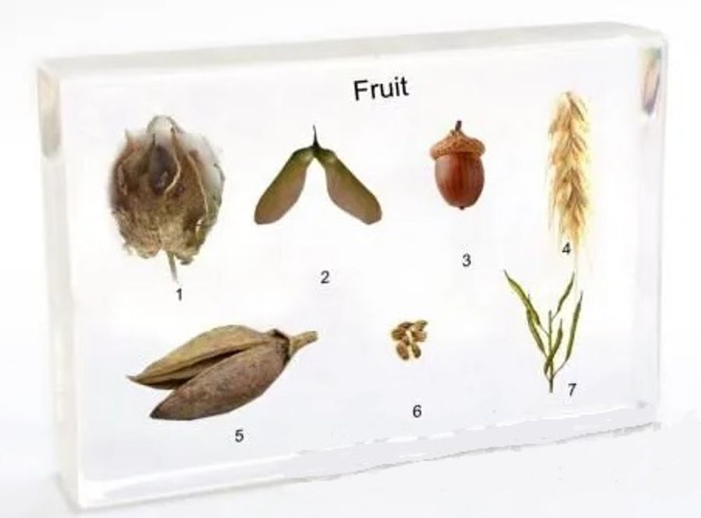 Модель в прозрачном пластике "Плоды"