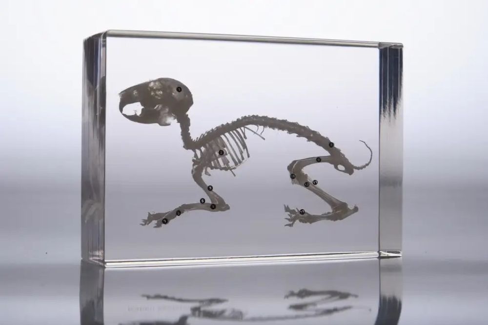 Модель в прозрачном пластике "Скелет кролика"