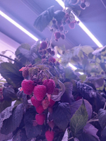 Лаборатория для овощей Greenbar ПАК LUX-TOM-PEPER-2