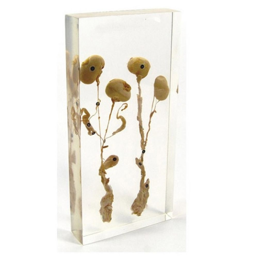 Модель в прозрачном пластике "Репродуктивная система кролика"