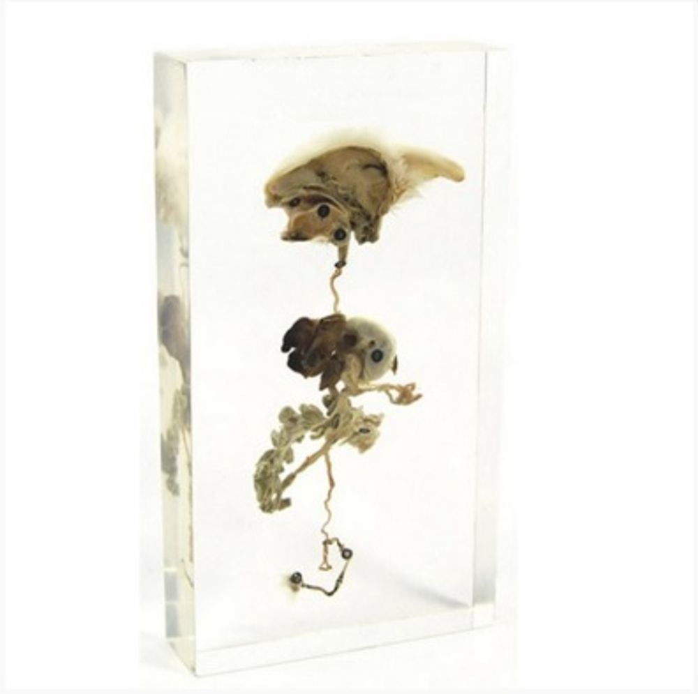 Модель в прозрачном пластике "Пищеварительная система кролика"