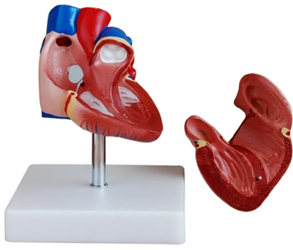 Модель объемная "Сердце человека" (разборная на 2 эл.)