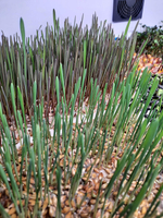 Витрина Greenbar MZ-2 ПАК для выращивания микрозелени