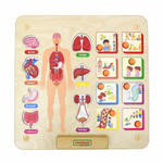 Панель "Изучаем организм" Masterkidz