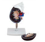 Анатомическая модель почки с надпочечниками и сосудами (натуральная величина, 2 части) XC-310-3