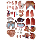 Анатомический торс унисекс 85 см, 40 деталей XC-208