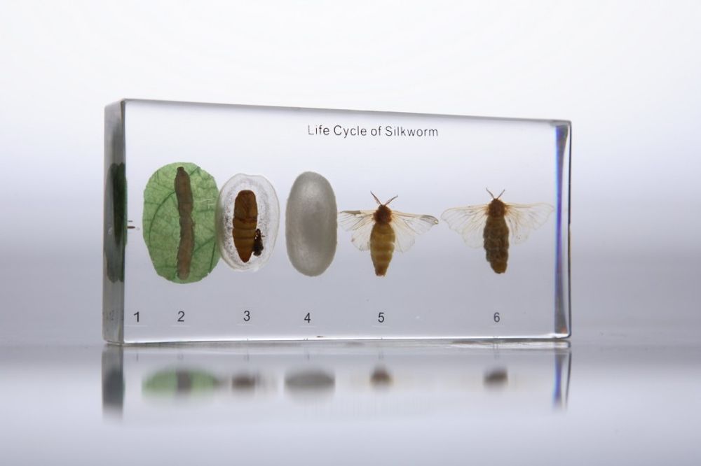 Коллекция в прозрачном пластике "Развитие тутового шелкопряда" Коллекция в прозрачном пластике "Развитие тутового шелкопряда"