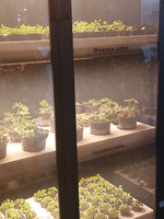 Ситиферма Greenbar- LUX3 ПАК для выращивания зелени и пряных трав