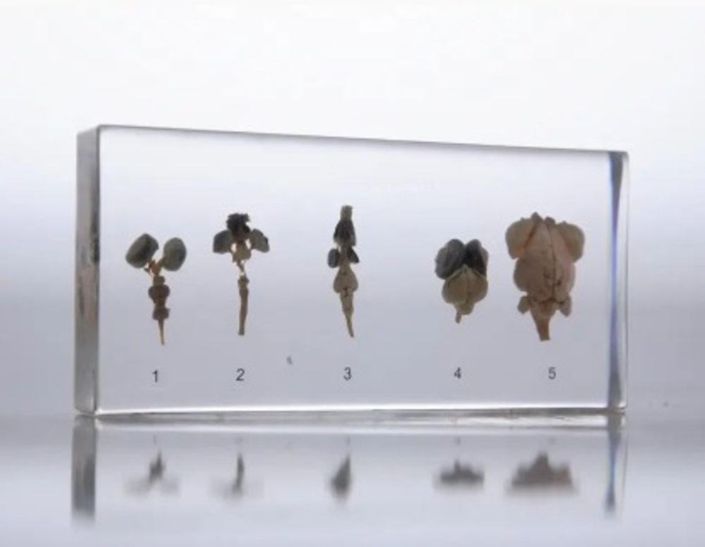 Модель в прозрачном пластике "Сравнение строения мозга позвоночных"