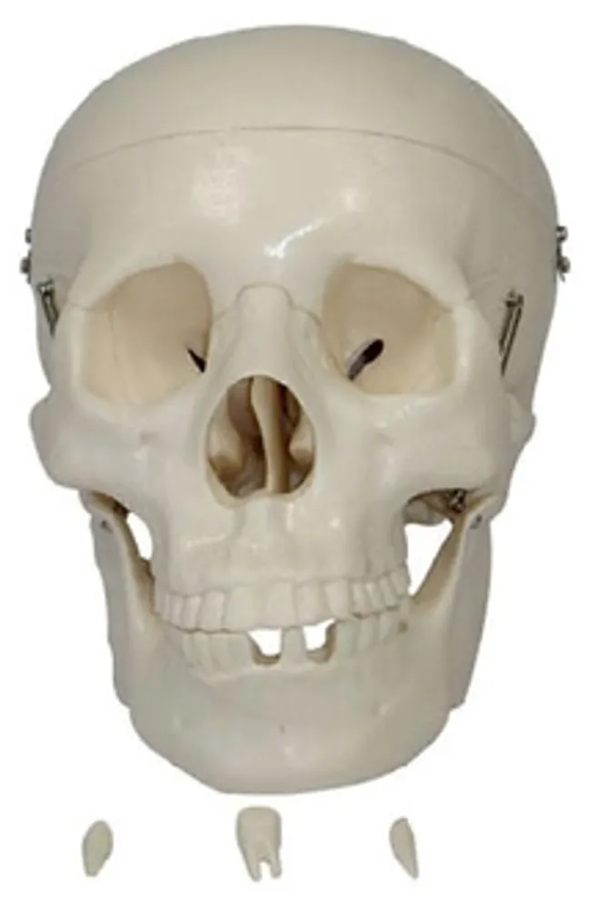 Модель объемная "Череп человека" (с 3 съемными зубами)