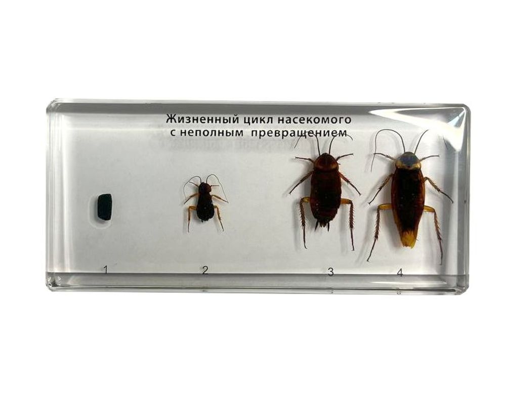 Коллекция "Развитие насекомых с неполным превращением. Таракан"