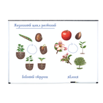 Магнитный набор "Жизненный цикл растений" Learning Resources MG6045