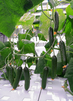 Лаборатория для овощей Greenbar ПАК LUX-TOM-PEPER-2