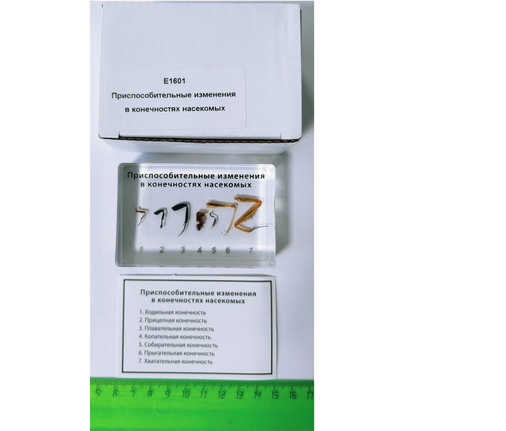 Коллекция "Приспособительные изменения в конечностях насекомых"