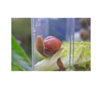 Комплект лабораторного оборудования "От зародыша до взрослого организма" Cornelsen