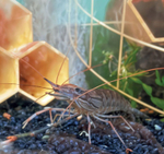 AQUABOX ED (дополнительный модуль для ECOBOX ED)