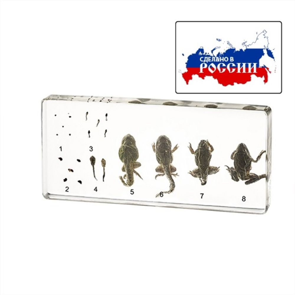 Модель в прозрачном пластике "Развитие лягушки"