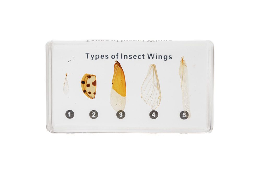 Коллекция "Типы крыльев насекомых"