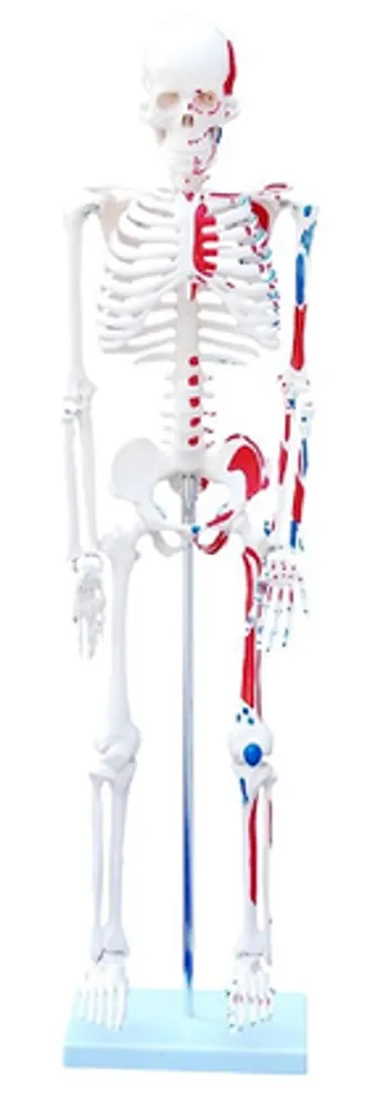 Модель объемная "Скелет человека с мышцами" (85 см, на подставке)