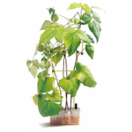 Комплект лабораторного оборудования "От зародыша до взрослого организма" Cornelsen