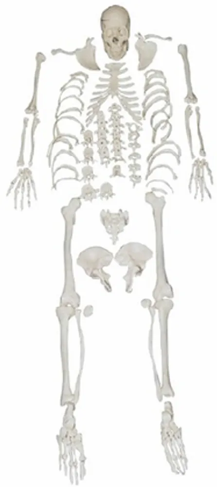 Модель объемная "Кости скелета"