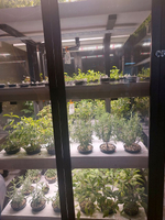 Ситиферма Greenbar LUX-5 ПАК для выращивания зелени, пряных трав