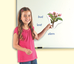 Магнитный набор "Жизненный цикл растений" Learning Resources MG6045