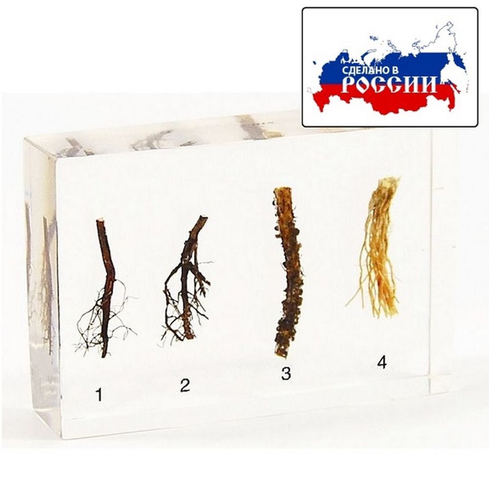 Модель в прозрачном пластике "Типы корневой системы"