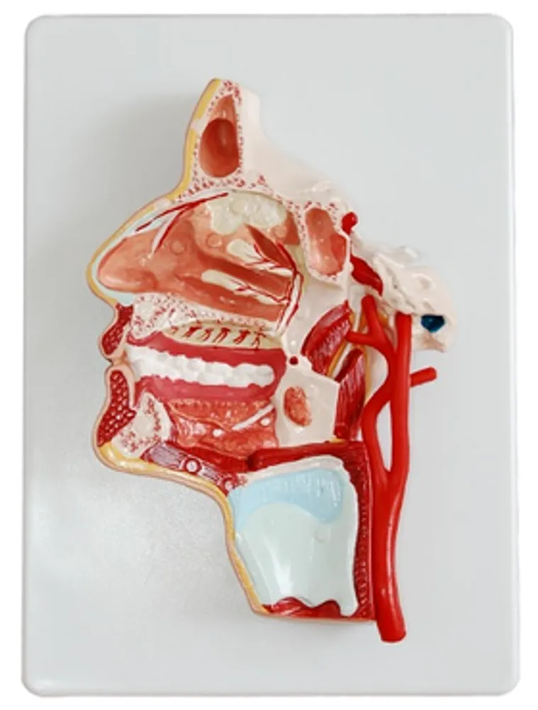 Модель "Голова человека в разрезе"