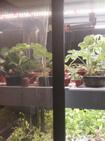 Ситиферма Greenbar LUX-5 ПАК для выращивания зелени, пряных трав