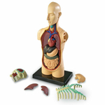 Развивающая игрушка "Анатомия человека. Тело" (31 элемент) Learning Resources LER3336