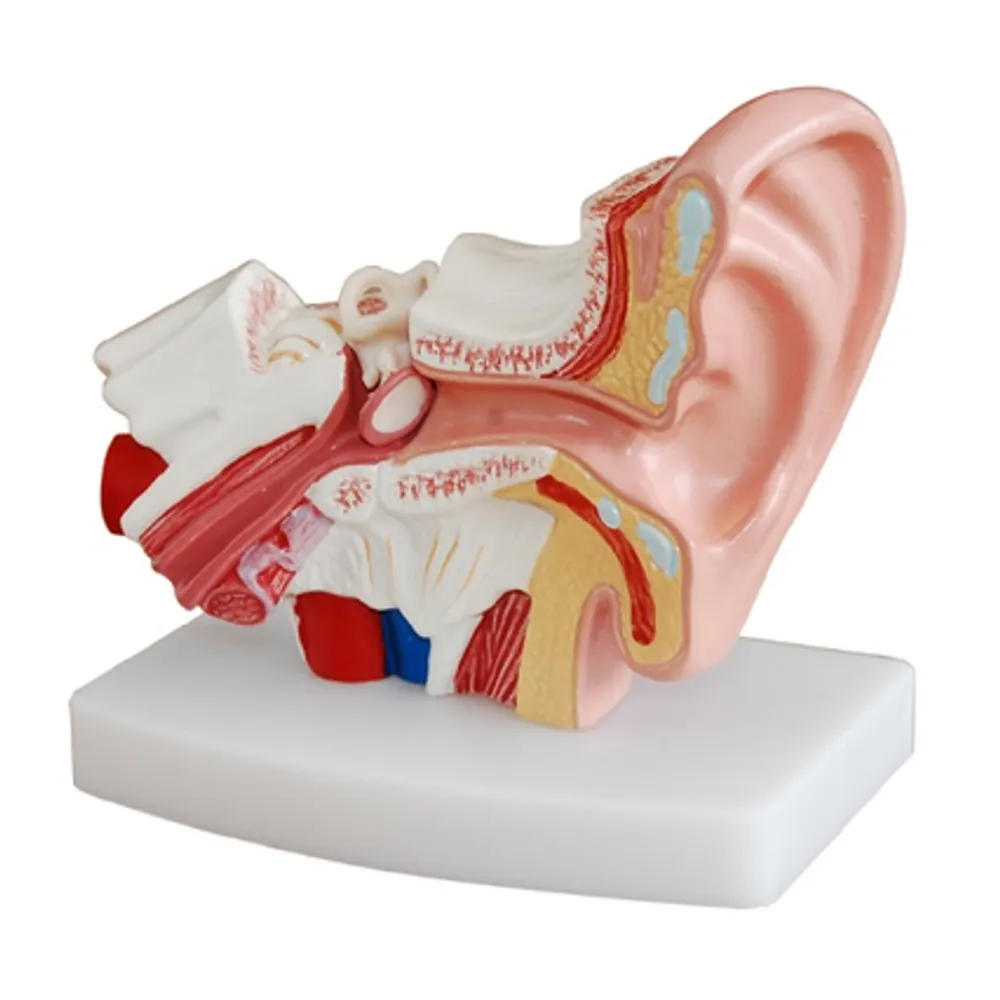 Модель объемная "Ухо человека" (на подставке, увеличено в 1,5 раза)