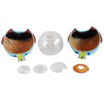 Анатомическая модель «Гигантский глаз», 6-кратное увеличение XC-316