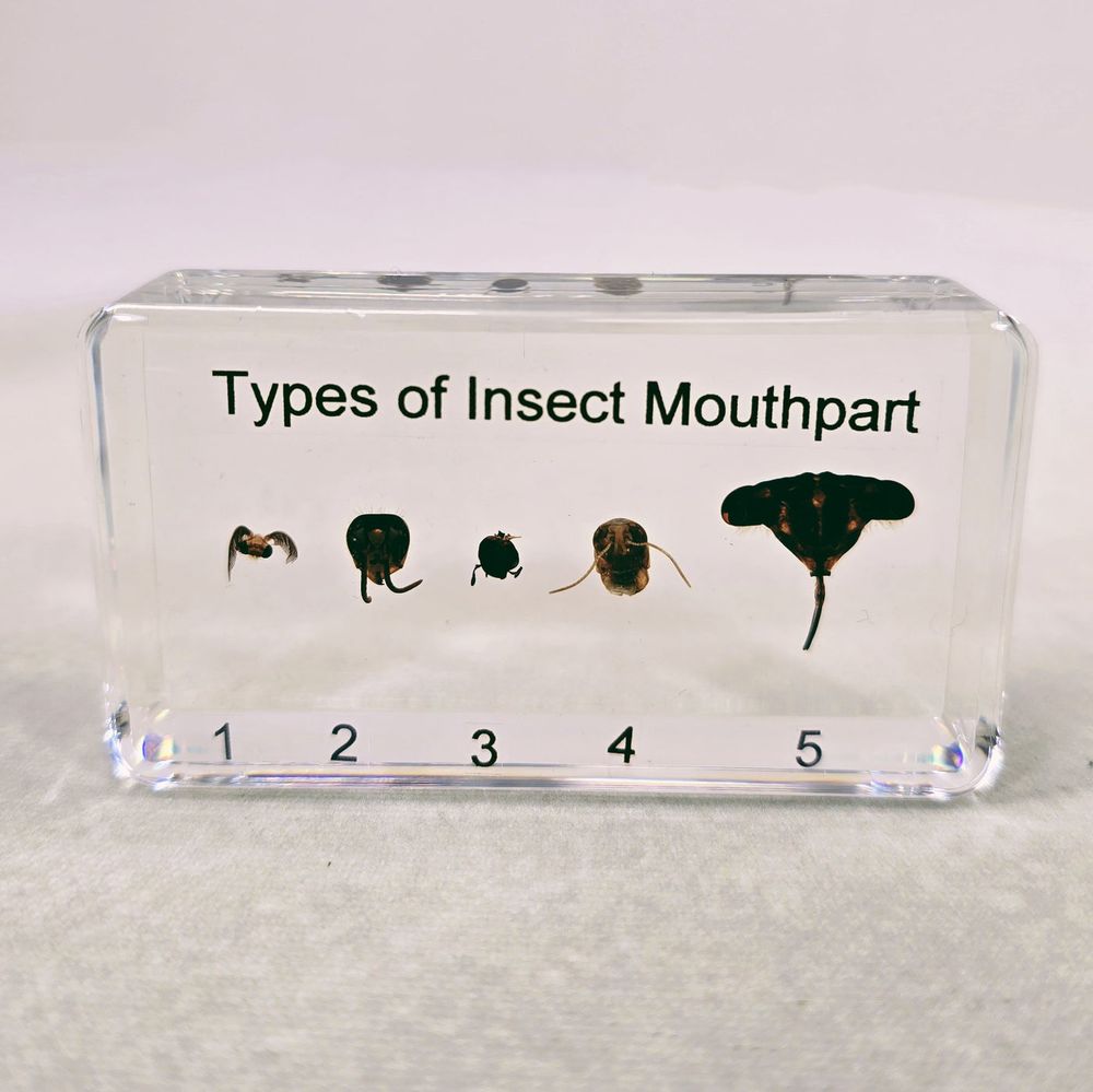 Коллекция "Типы ротового аппарата насекомых"