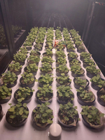 Промышленная ситифма Greenbar PRO-55 ПАК для выращивания зелени