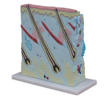 Анатомическая модель кожи с увеличением 105x (поперечное сечение, неразборная) XC-313