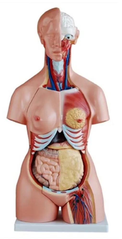 Модель объемная "Торс человека, двуполая" (85 см, разборная на 21 эл.)