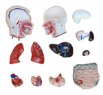 Анатомический мужской торс 42 см, 13 деталей XC-202A