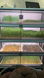 Витрина Greenbar MZ-4 ПАК для выращивания микрозелени