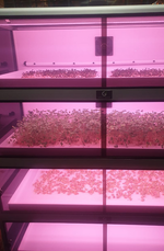 Витрина Greenbar MZ-4 ПАК для выращивания микрозелени