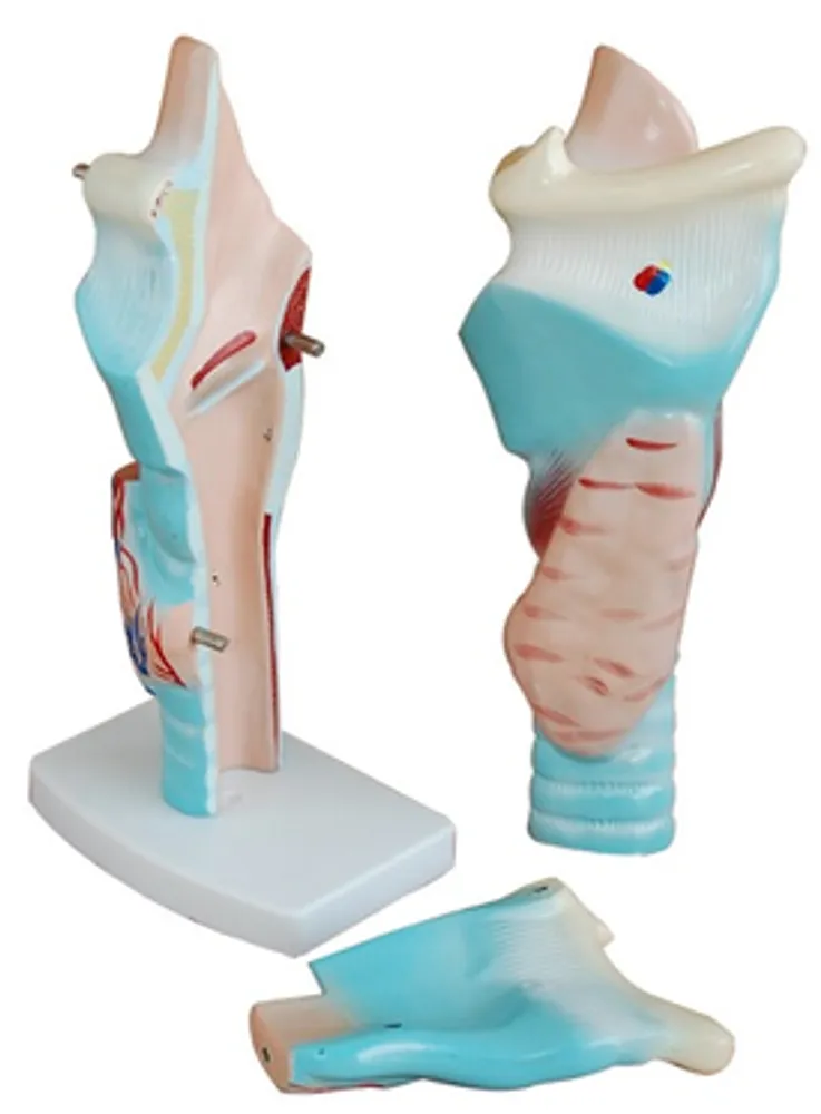 Модель объемная "Гортань человека" (разборная на 3 эл., 3-хкратное увеличение)