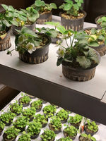 Ситиферма Greenbar- LUX3 ПАК для выращивания зелени и пряных трав